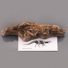 아기공룡화석