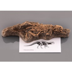 아기공룡(Psittacosaurus,전시용화석)