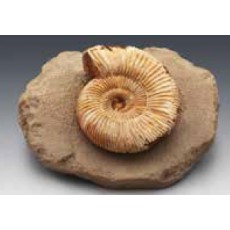 암모나이트전시용화석(Ammonite)