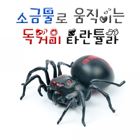 소금물로 움직이는 독거미 타란튤라