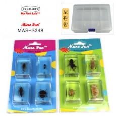 표본곤충벌레(8종)(BOX)(MAS-B348)
