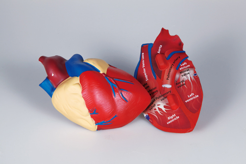심장구조모형(단면)