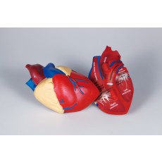 심장구조모형(단면)