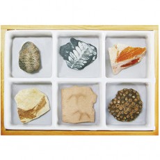 초등화석6종세트(삼엽충,고사리,나뭇잎,물고기,새발자국,산호)