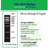 DNA Marker(Ladder)