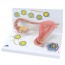 수정 및 배아발달 단계모형(L01)