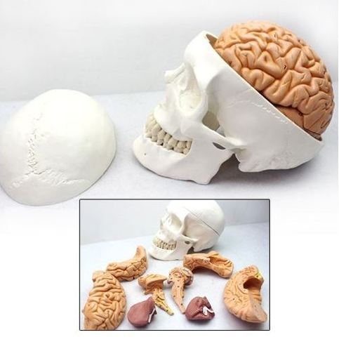 인체두개골/뇌모형(8pcs/ 1:1비율)