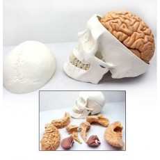 인체두개골/뇌모형(8pcs/ 1:1비율)