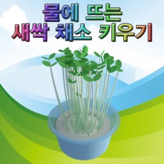 물에 뜨는 새싹 채소 키우기(1인용/10인용)