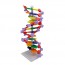 DNA모형세트(분해조립식)-12염기