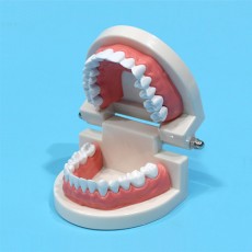 치아모형(일반형-소)