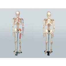 인체골격모형(중형)