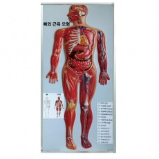 인체뼈와근육모형(새교과서용)