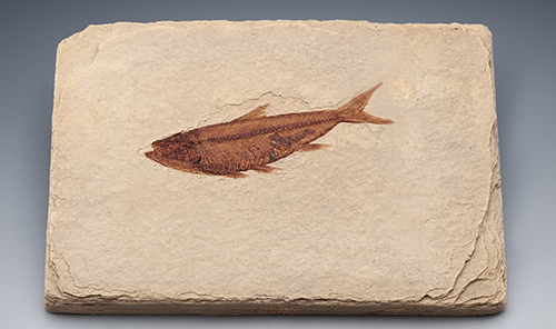 물고기화석(Bony Fish,와이오밍,전시용화석)