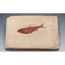 물고기화석(Bony Fish,와이오밍,전시용화석)