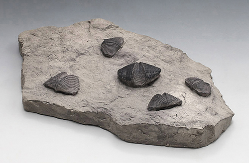 완족류화석(Brachiopod,전시용화석)