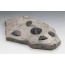 완족류화석(Brachiopod,전시용화석)