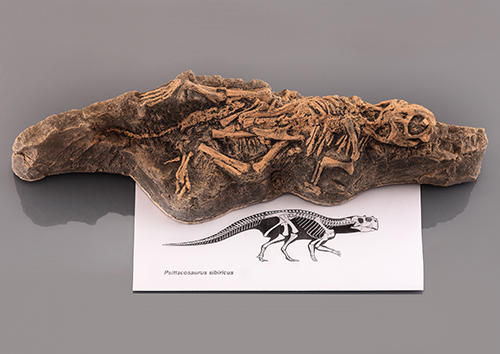 아기공룡(Psittacosaurus,전시용화석)