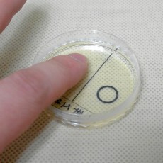 손에 있는 세균 검사하기(일반세균, 5인용)