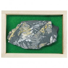 고사리화석표본 (프리미엄 50 x 70mm)