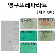 영구프레파라트 - 세포 5매