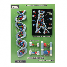 DNA모형