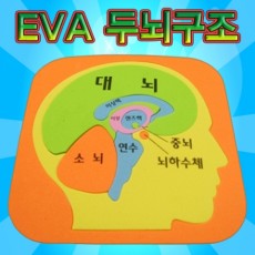 EVA 두뇌구조퍼즐