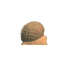 솔방울화석모형