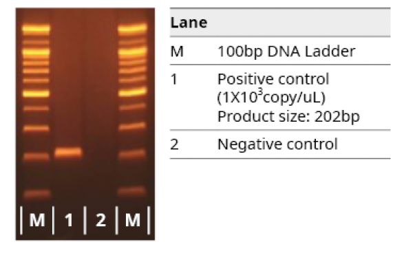 COVID-19 PCR 모의검사실험