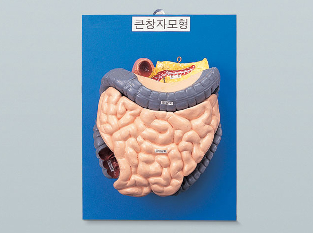 큰창자구조모형