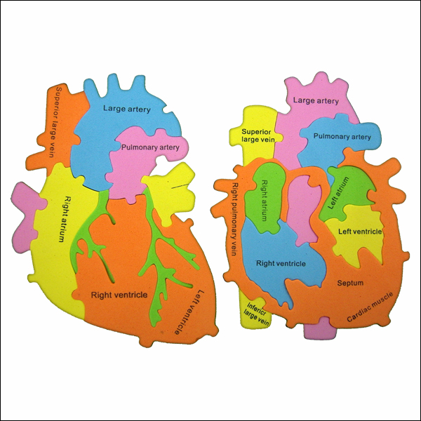 EVA 심장 구조 펴즐