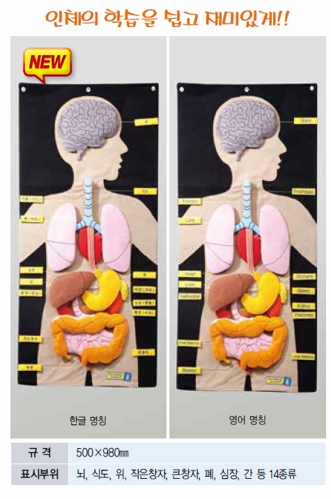 인체모형학습차트(입체식)