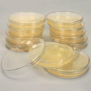 LB Agar Plate(Amp)