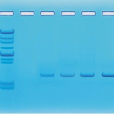 PCR 실험세트