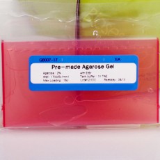 Premade Agarose Gel