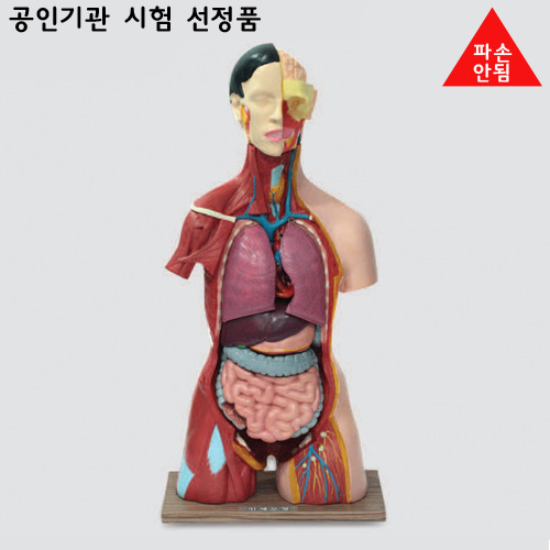 인체반신모형(고무재질)B형-파손안됨