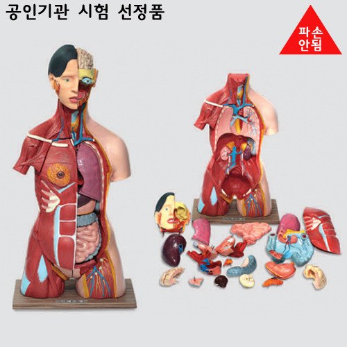 인체반신모형(고무재질)A형-파손안됨